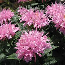 Maybe you would like to learn more about one of these? Monarda Grand Mum Sun And Partial Sun Perennials Roots Rhizomes