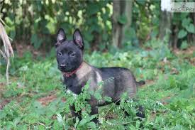 Microchipped, vaccinated, vet checked and dewormed. Belgian Malinois For Sale Florida Petfinder
