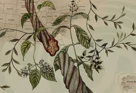 The Island Recovering Self Culture And Place Through Plant Medicine Ayahuasca Plant Medicinal Plants Plants