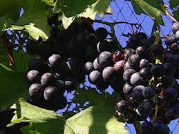 No matter where you plant, remember that birds are very fond of grapes as well. Growing Grapevines Diy