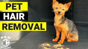 Walmart.com has been visited by 1m+ users in the past month How To Remove Pet Hair From Car Quick Easy Youtube