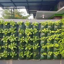 Berikut adalah panduang lengkap cara tanam anggur sejak terima bibit sampai panen versi sambi. Tiada Ruang Untuk Bercucuk Tanam Ini 5 Kaedah Untuk Kediaman Dengan Ruang Terhad Impiana