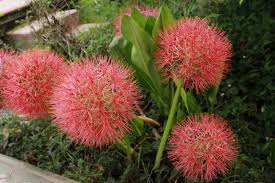 Image result for Scadoxus multiflorus
