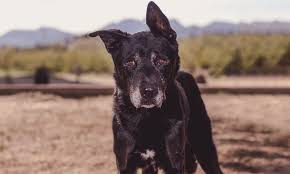 Join today and save lives. Tucson Rescue Now Adopting Senior Dogs
