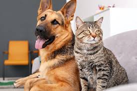We take special care to make sure each one of our patients gets the proper treatment for their individual needs. Healthy Pet Exam Vaccines My Pet S Mobile Vet