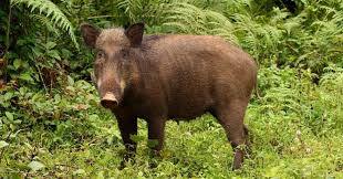 Petugas kebun binatang, hannah joy mengatakan: Babi Hutan Acak Acak Kebun Warga Di Rembang Okezone News
