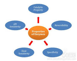 Catalytic Properties Of Enzymes Biochemistry Enzymes Peptide Bond