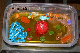 I'm going to show you some brilliant ideas on how to make plant cell models with four types of different materials that you're actually familiar with. Plant Cell Model Jello