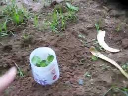 This is a natural insecticide that is poisonous to pill bugs and kills them off. Don T Kill Roly Poly Pill Bugs You Need Them In Your Garden Here S What To Do Instead Youtube