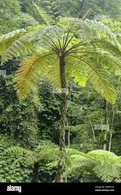 Image result for Cyathea capensis