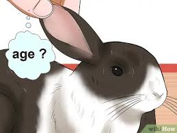 So, how do you tell how old a baby bunny is? How To Tell The Age Of A Rabbit 10 Steps With Pictures