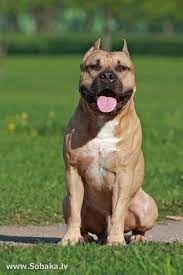 pin na doske american stafford