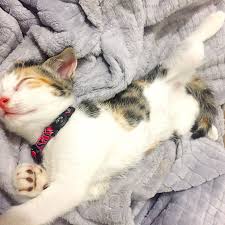 Domestic Shorthair Calico Kitten Chanel The Diva Cat On Instagram Cats Calico Kitten Kitty