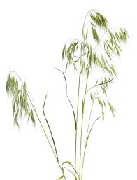 Image result for Bromus  tectorum