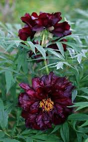 Conrad Art Glass Gardens Fertilizer Friday May 28 2010 Flowers Peonies Pretty Flowers