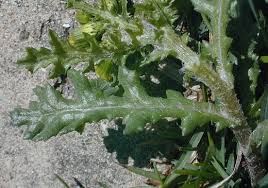 Image result for Senecio vulgaris