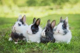 How To Take Care Of A Pet Rabbit Arizona Pet Vet