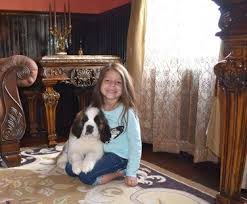 Puppies have arrived on september eighth. Saint Bernard Newfoundland Puppies For Sale