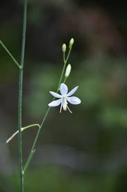 Image result for Anthericaceae