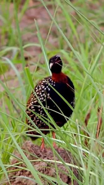 The Black Francolin locally known as “Kala Titar,” is a common resident  bird in the Pilibhit Tiger Reserve area of Uttar Pradesh, often spotted in  tall grasslands and along the edge of cultivation. ...