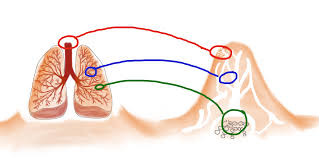 termite mounds ventilation