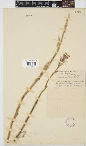 Image result for Droguetia ambigua