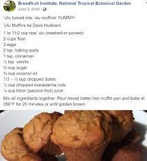 Ulu Muffins Breadfruit Recipes Breadfruit Recipes