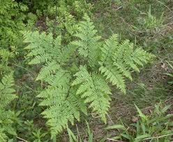 Image result for Pteridium aquilinum