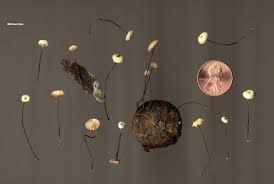 Image result for Marasmius rotula