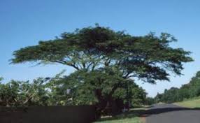 Image result for Albizia adianthifolia