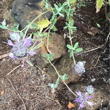 Salvia celestial blue is a salvia clevelandii hybrid with some of the darkest blue flowers on a native sage. Salvia Celestial Blue Salvia Celestial Blue In Gardentags Plant Encyclopedia
