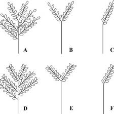 Image result for Brachyachne patentiflora