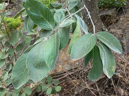 Image result for Combretum collinum