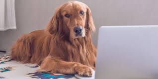 Glucosamine for Dogs: Everything You Need to Know | TopDog Health