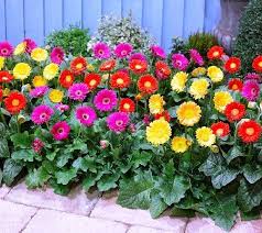 Sweet Sixteen Gerber Daisy Watters Garden Center Plants Gerbera Shade Plants Container