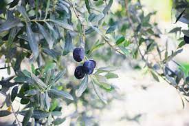 Plant A Tree In Israel And Receive Or Give A Beautiful Certificate Of Tree Planting We Are The Preeminent O Photo Tree Trees To Plant Memorial Tree Planting