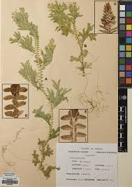 Image result for Selaginellaceae