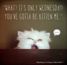 Wednesday Funny Animal Humor What It S Only Wednesday You Ve Got To Be Kitten Me Happy Wednesday Wednesday Humor Happy Wednesday Quotes Wednesday Memes