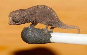 La scoperta del camaleonte tarzan, il nuovo signore della giungla. A Mini Chameleon Whoa So Cute Camaleonte Strani Animali Animali Carini