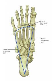 Bones of lower limb laminated anatomy chart. 8 4 Bones Of The Lower Limb Anatomy Physiology