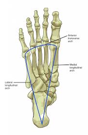 The ends have red marrow. 8 4 Bones Of The Lower Limb Anatomy Physiology