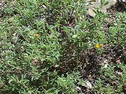 Image result for Argyrolobium fischeri