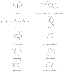 Image result for Helichrysum mechowianum
