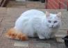 List of White Cat Breeds With Pictures - Petsworld