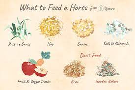 Common Feeds For Horses