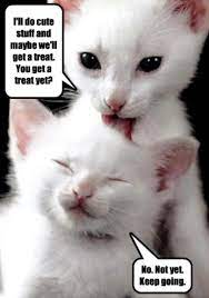 Animal Humor Photo Cat Funny Cute Animal Quotes Cute Cat Quotes Funny Animals