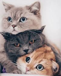 Are you looking for free high resolution desktop wallpaper. 18 Ide Kucing Kucing Kucing Lucu Kucing Cantik