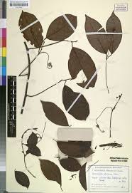 Image result for Afrobrunnichia