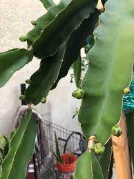 Dragon fruit look amazing and taste wonderful. Buds I Ve Been Growing These Dragon Fruit Plants For 1 5 Years Now Finally It Looks Like Fruit And Flowers Is In My Future Cactus