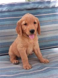 These loyal, sociable dogs are excellent with children and. Visit Our Golden Retriever Puppies For Sale Near Miami Florida